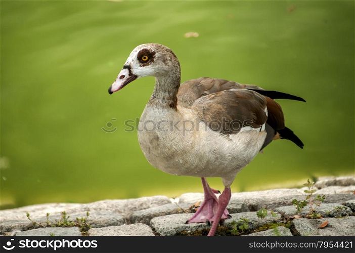 Wild mallard duck on pond stone bank closeup