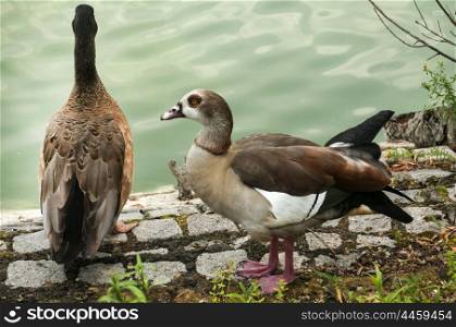 Wild mallard ducks on pond stone bank closeup