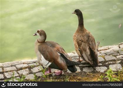 Wild mallard ducks on pond stone bank closeup