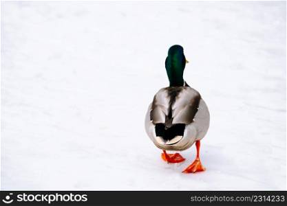 Wild mallard in winter. The duck walks in the snow.. Wild mallard in winter. Duck walks in the snow.