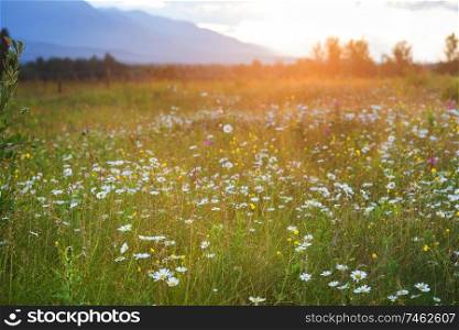 Wild meadow in mountains at sunset. Beautiful natural background.
