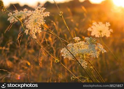 wild meadow white flowers on evening sunset light meadow background. close up photography, shallow depth of field.. wild meadow white flowers on sunset light background.