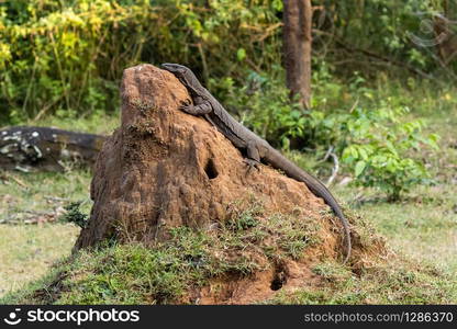 Wild monitor lizard, Wayanad jungle, India