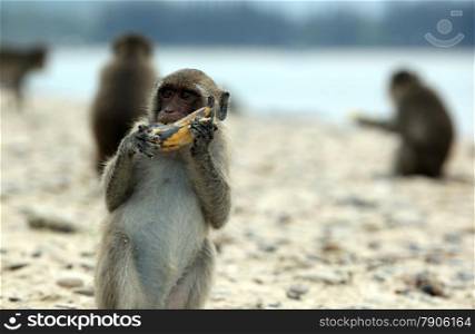 wild monkeys at a Beach at the coast of the Khao Sam Roi Yot Nationalpark on the Golf of Thailand near the Town of Hua Hin in Thailand. . ASIA THAILAND HUA HIN KHAO SAM ROI YOT