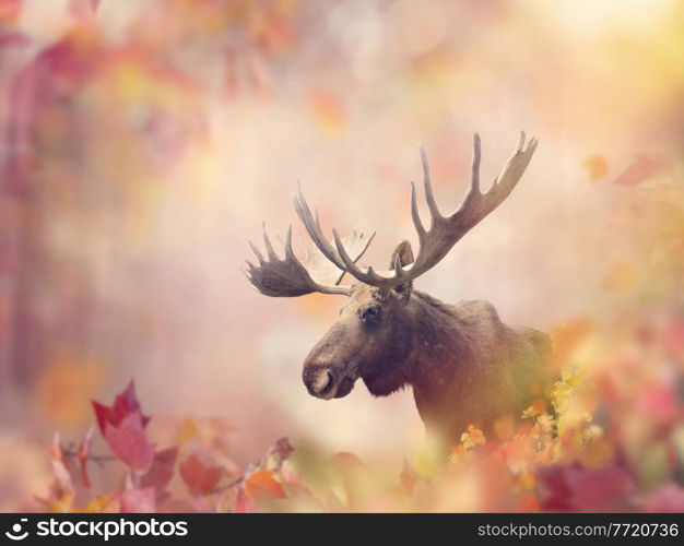 Wild Moose in the Colorful Autumn Forest