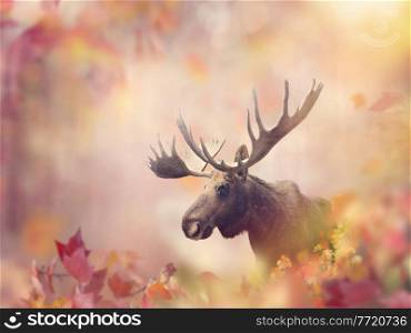 Wild Moose in the Colorful Autumn Forest