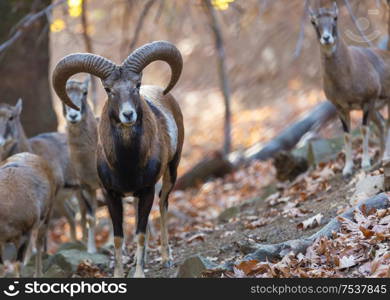 Wild moufflon in autumn forest, Cyprus island.