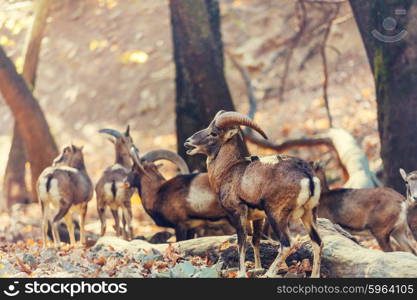 Wild moufflon in Cyprus