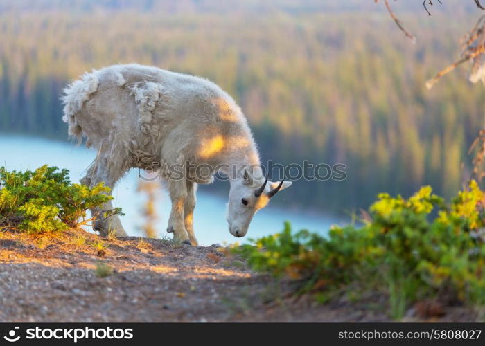 Wild Mountain Goat, Banff National Park Alberta Canada