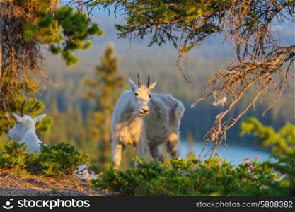 Wild Mountain Goat, Banff National Park Alberta Canada