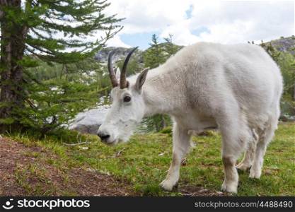 Wild Mountain Goat in Cascade mountains