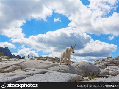 Wild  Mountain Goat  in Cascade mountains