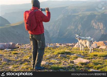 Wild mountain goat in Rocky mountains