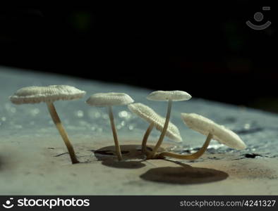 wild mushroom growing over a stool in autumn