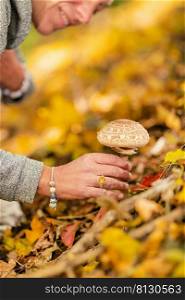 Wild Mushroom Hunting.. Close-up of a female hand picking wild mushrooms in a forest during the autumn mushroom picking season