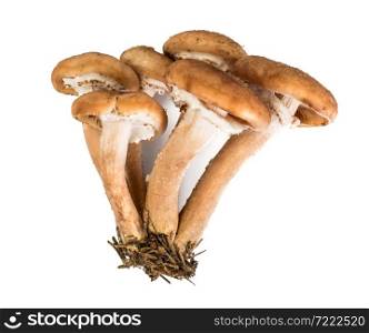 Wild Mushrooms Armillaria, Honey Agaric on White Background. Wild Mushrooms Armillaria, Honey Agaric