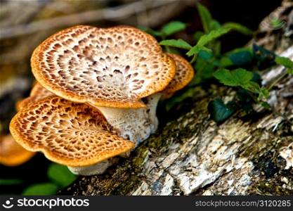Wild Mushrooms. Wild Mushrooms in a Forrest, England