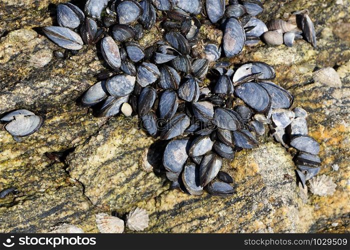 Wild mussels on rocks in Brittany at low tide