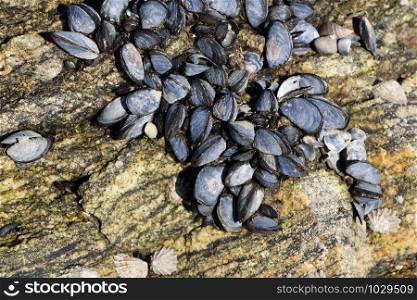 Wild mussels on rocks in Brittany at low tide