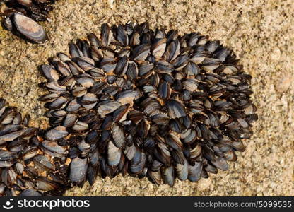 Wild mussels on the beach. A natural treat