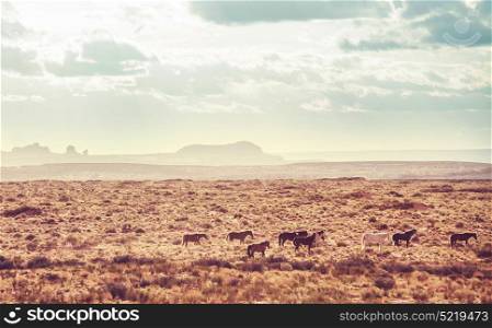 Wild mustangs in american prairie, Utah, USA