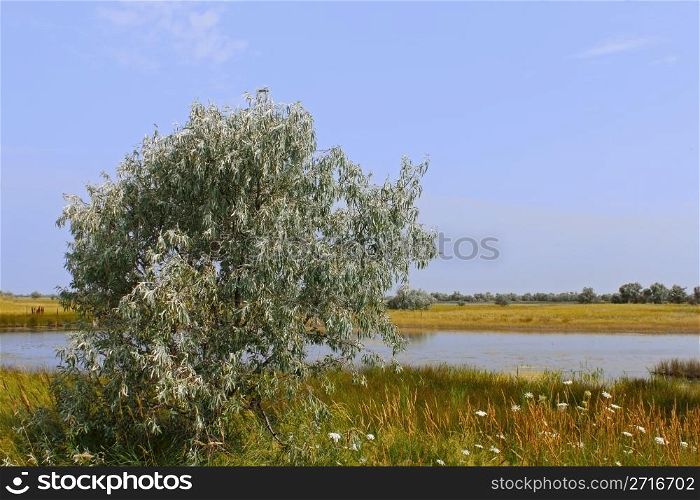 Wild olive tree above salt lake. Kinburn Spit near the town Ochakiv, Ukraine