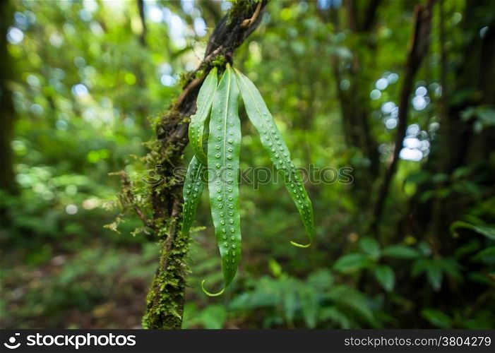 Wild orchid flower growing in deep mossy tropical rain forest. Nature background