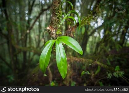Wild orchid flower growing in deep mossy tropical rain forest. Nature background