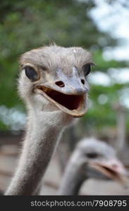 Wild ostrich stares into the camera with its curious gesture.