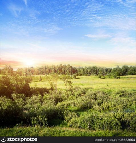 Wild outdoor forest. Wild outdoor forest. Summer landscape with beautiful sky. Wild outdoor forest