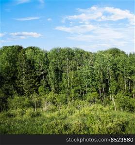 Wild outdoor forest. Wild outdoor forest. Summer landscape with beautiful sky. Wild outdoor forest