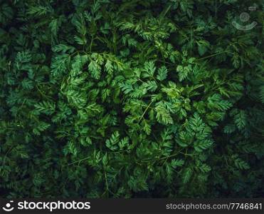 Wild parsley plant or parsnip green leaves texture. Fresh herb sprouts close up. Natural vegetation background, eco and environment concept