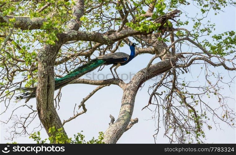 Wild peacock in Sri Lanka fields