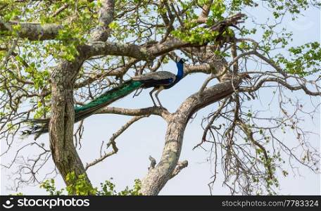 Wild peacock in Sri Lanka fields