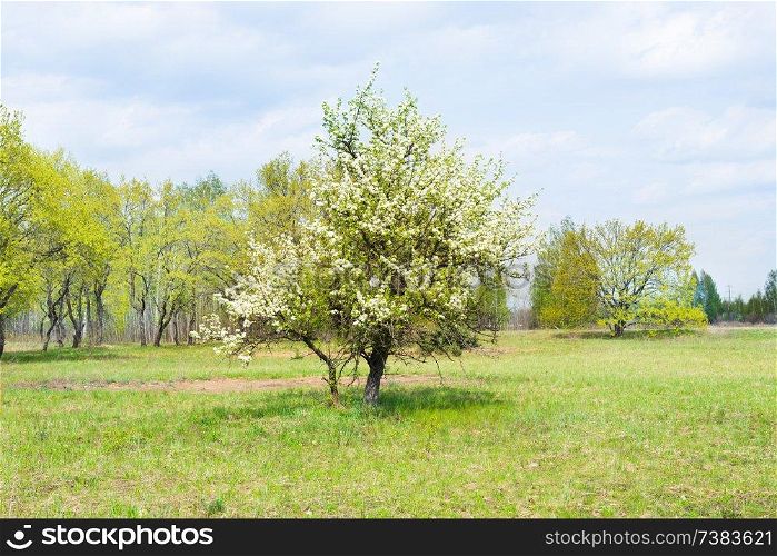 Wild pear tree with white flowers on green spring field and blue sky