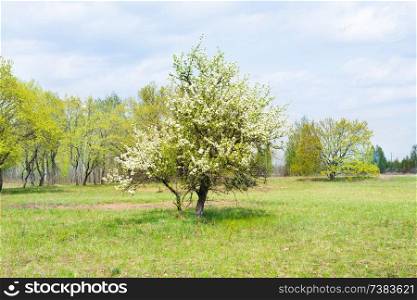 Wild pear tree with white flowers on green spring field and blue sky
