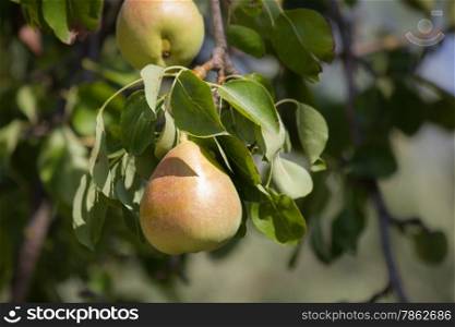 Wild pears growing on tree branches piled