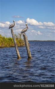 Wild pelicans standing on wooden logs in the river. Vertical view
