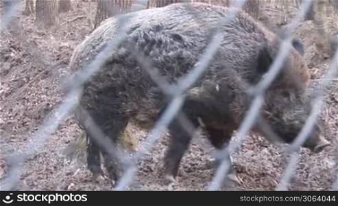 wild pig in a fenced