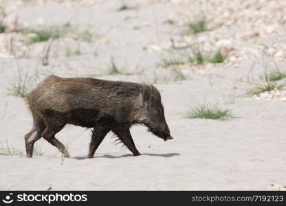 Wild pig in Bardia national park, Nepal
