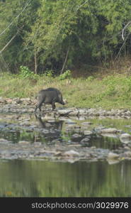 wild pig in the forest