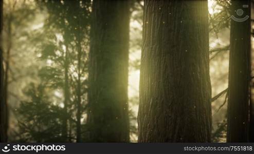 Wild pine forest. Moving between trees in beautiful sunny morning just after sunrise.. Wild pine forest at sunrise