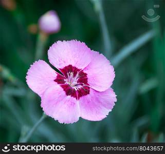 Wild pink carnation on natural background , there are pictures of this series
