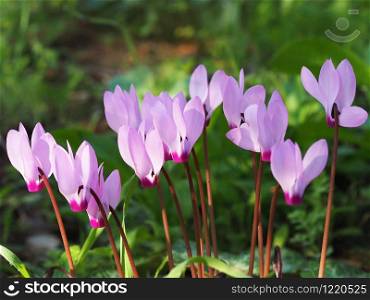 Wild pink cyclamens in the morning forest.