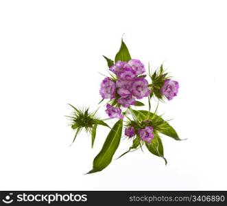 Wild pink flowers in full bloom on white background