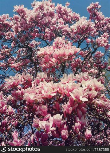Wild pink magnolia tree buds blooming, floral pattern over sunny blue sky. Spring flower cluster blossoms on the branches in the park. Beautiful nature concept, seasonal outdoor in a warm sunny day.