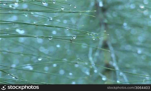 wild plant is covered with dew