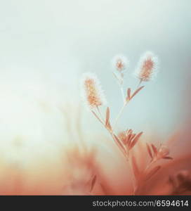 Wild plants at morning foggy sky. Outdoor nature background. Pastel color. Dawning light