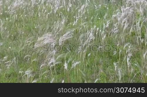 Wild plants on the meadow of a feather-grass,stipa