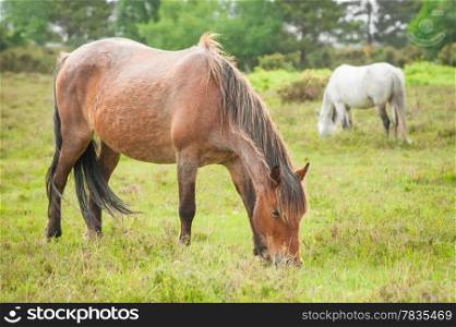 wild ponies grazing in the new forest national park in the UK